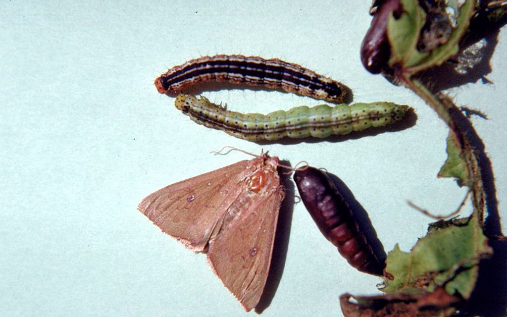 Comedor de las hojas del algodón (Alabama argillacea) Las larvas miden hasta 40 mm de largo, son verdes o parduscas con rayas blancas y negras. Tienen un patrón característico de puntos negros en cada segmento.  Texto: Bayer Crop Science Foto: Ronald Smith, Auburn University