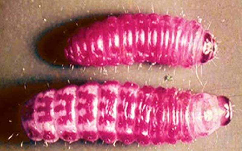 Gusano rosado de la India (Pectinophora gossypiella) (arriba) y gusano rosado colombiano (Sacadodes pyralis) (abajo). “Las larvas (del rosado colombiano), cuando nacen, son de color rosado pálido, en el tórax tienen patas negras, miden cerca de 40mm bien desarrolladas; son gruesas, de color verdoso y presentan en el dorso manchas rosadas en forma de M”.  Fuente: Manejo fitosanitario del cultivo del algodón. Instituto Colombiano Agropecuario, ICA. 2012.  Foto: Navarro, Rafael & Gutiérrez, Margaret & Alfonzo, Nidia & Piñango, Luis. (2010). Ministerio del Poder Popular para la Agricultura y Tierras Instituto Nacional de Investigaciones Agrícolas.