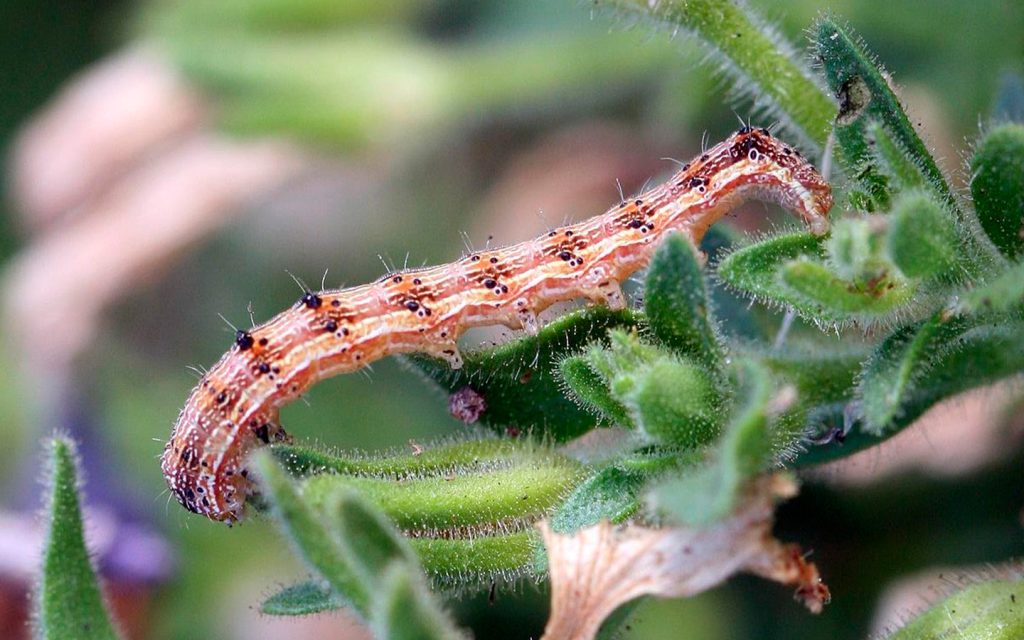 Gusano bellotero del algodón. (Heliothis virescens) Las larvas son de color amarillo a verde oscuro o marrón oscuro. Tienen bandas longitudinales en dorso y costados, además de espinas diminutas. Es una de las principales plagas del algodón pues ocasiona daños en la calidad de la fibra, afectando el rendimiento del cultivo.   Foto: Whitney Cranshaw, Colorado State University