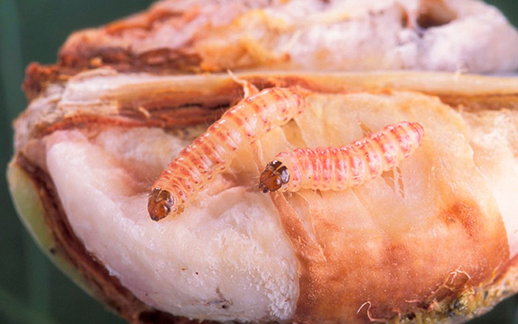 Gusano rosado de la India (Pectinophora gossypiella)