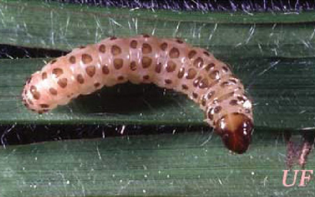 Barrenador del tallo de maíz y caña. Diatraea saccharalis (Fabricius). Las larvas recién salidas de los huevos son de color amarillento con la cápsula cefálica de color marrón rojizo. A medida que crecen el cuerpo va cambiando a color blanco amarillento con manchas marrones.   Foto: Capinera, John L.. “Sugarcane Borer, Diatraea saccharalis (Fabricius) (Insecta: Lepidoptera: Pyralidae) 1.” (2013).