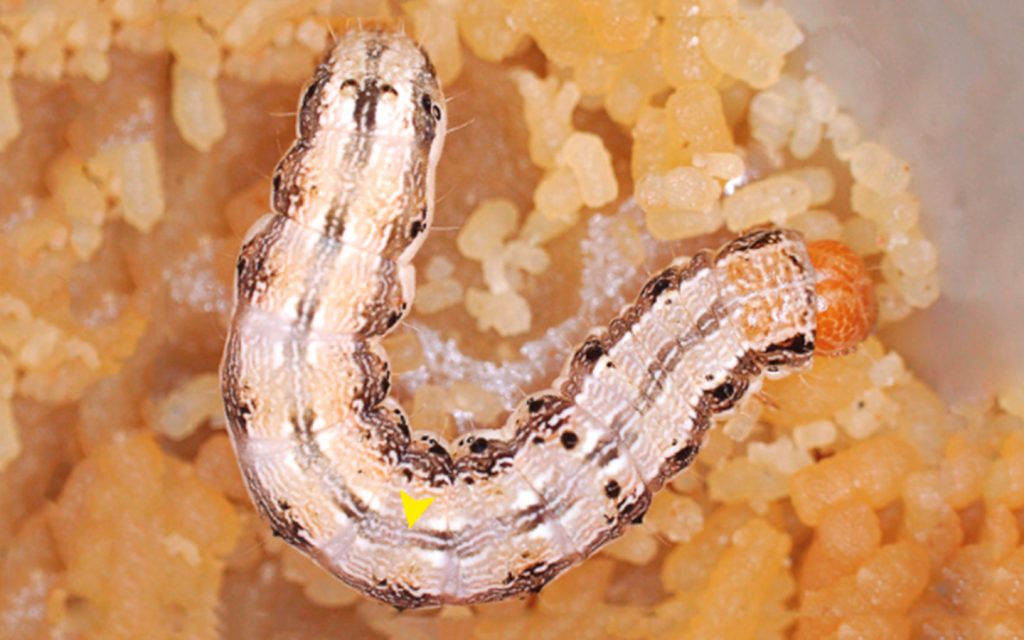 Gusano elotero del maíz. (Helicoverpa zea) En los primeros estadios se evidencia un punto negro entre los dos primeros segmentos. A medida que se desarrolla su color va cambiando, psando de dorado a marrón, luego a marrón oscuro, para volver a aclararse tal como en la foto. Los tubérculos (protuberancias) también cambian y pasan de ser protuberantes a ser poco visibles. La banda longitudinal se hace más visible hacia el final del estadio larval.   Crédito: Guzmán Prada DA; Rodríguez Chalarca J; Valencia Cataño SJ. 2016. Identificación de estadios larvales de lepidópteros - Plaga de Maíz. Centro Internacional de Agricultura Tropical (CIAT), Cali, Colombia. 48 p.