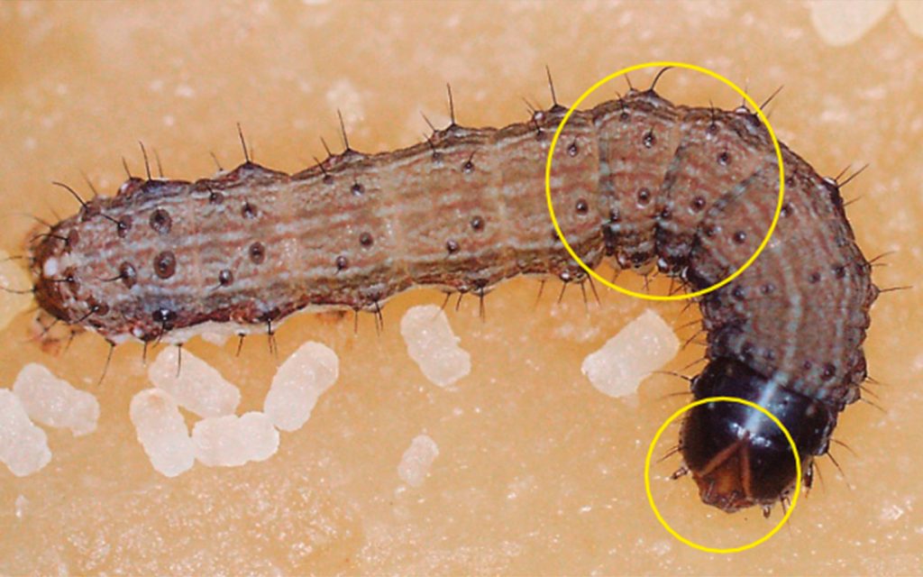 Gusano cogollero del maíz. (Spodoptera frugiperda) La larva recién emergida tiene la cabeza más grande que el resto de su cuerpo. A medida que se desarrolla, su cabeza se hace más proporcional a su cuerpo, aparecen bandas antocianóticas a cada costado que se van oscureciendo con el tiempo, y en la madurez aparece lasutura en forma de Y en su cabeza y los anillos en la región torácica.   Crédito: Guzmán Prada DA; Rodríguez Chalarca J; Valencia Cataño SJ. 2016. Identificación de estadios larvales de lepidópteros - Plaga de Maíz. Centro Internacional de Agricultura Tropical (CIAT), Cali, Colombia. 48 p.